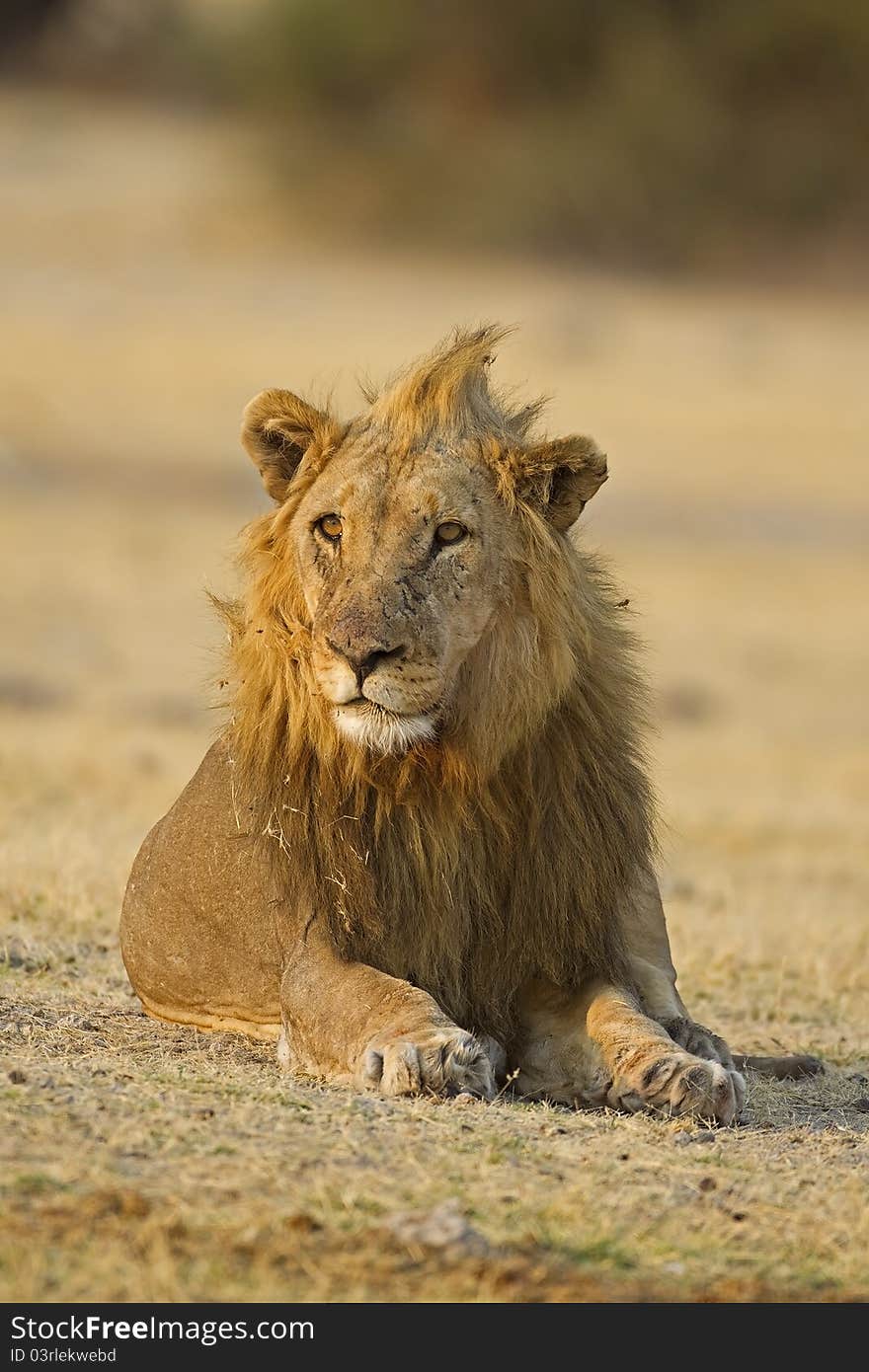 Male lion laying in open field; Panthera leo; Etosha