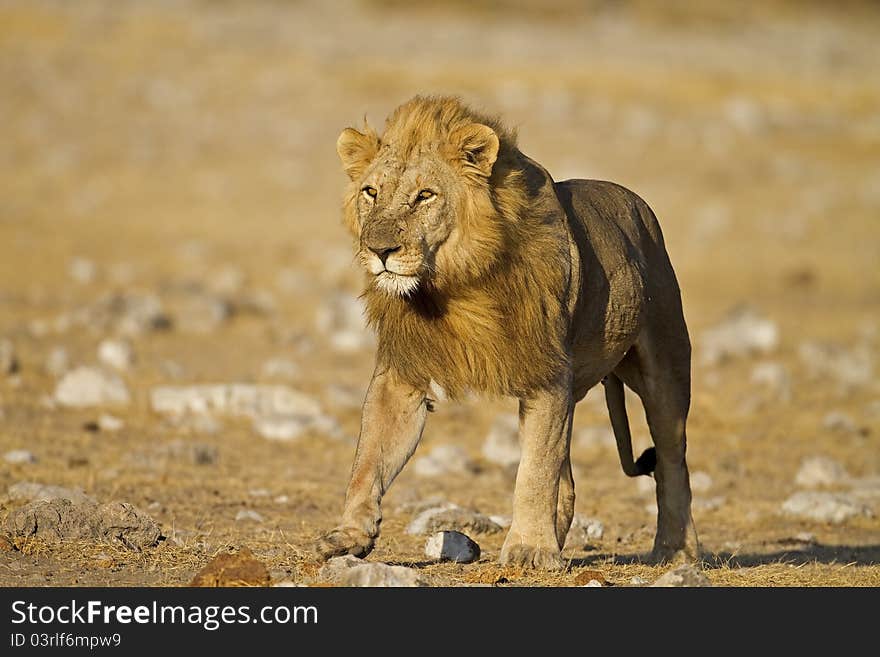 Close-up of Male lion walking on open field