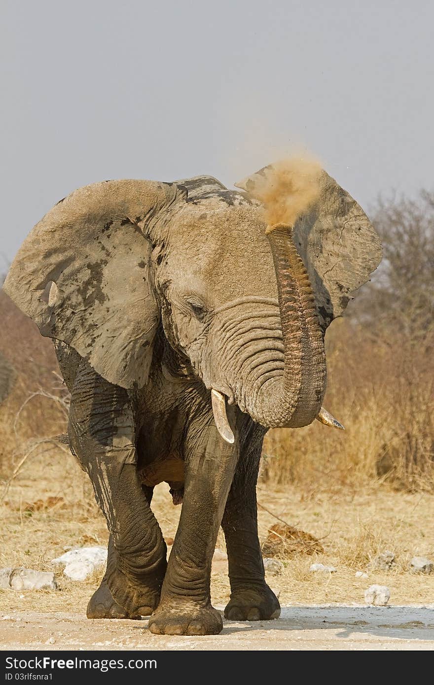 Elephant cow blowing red dust