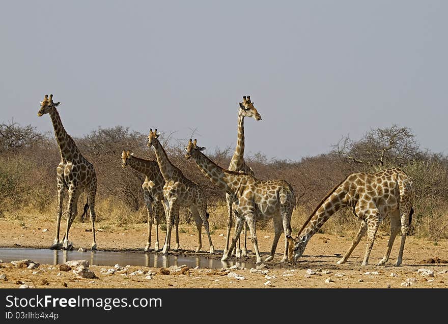 Giraffe's drinking and on the lookout at a waterhole in Etosha