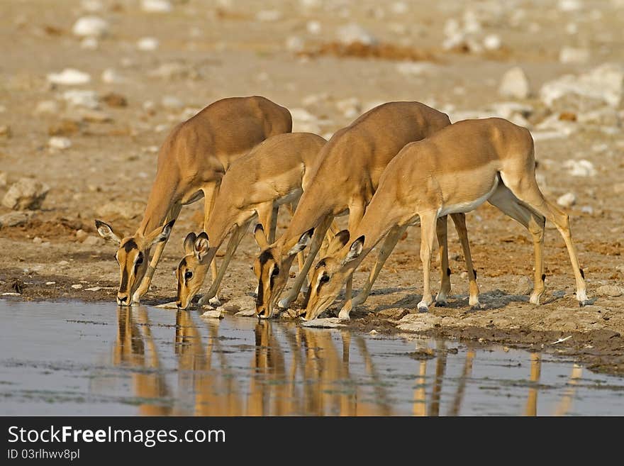 Black-Faced impalas