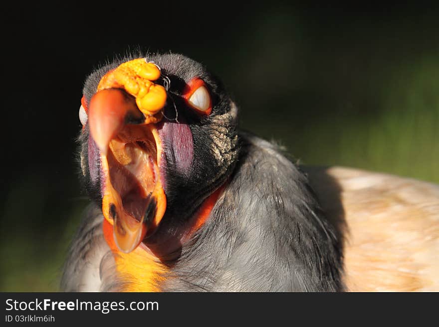 King vulture detail