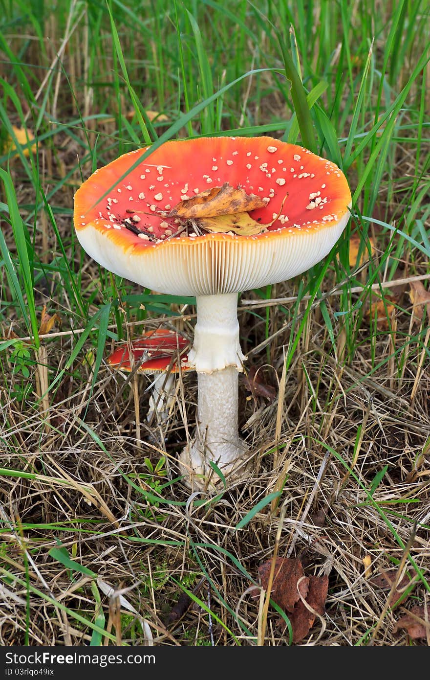 Red mushroom