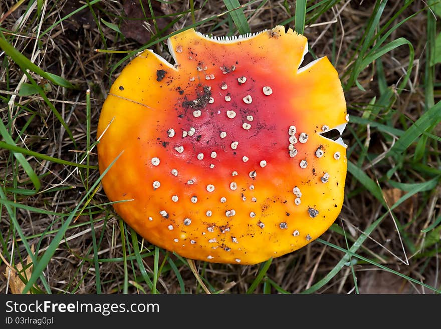 Deadly poisonous mushroom. Orange-red color. Close-up. Deadly poisonous mushroom. Orange-red color. Close-up.