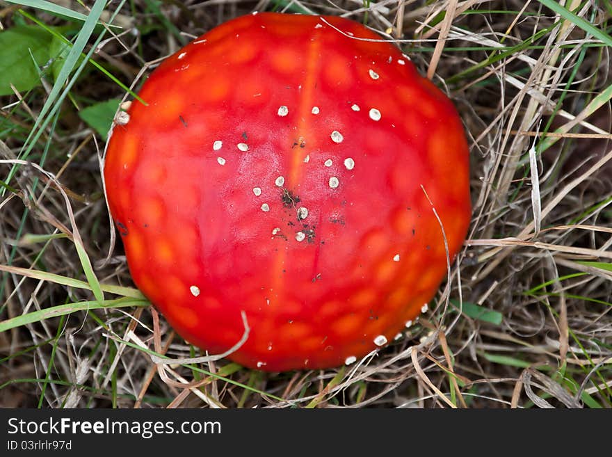 Bright red hat red mushroom. Deadly poisonous mushroom. Bright red hat red mushroom. Deadly poisonous mushroom.