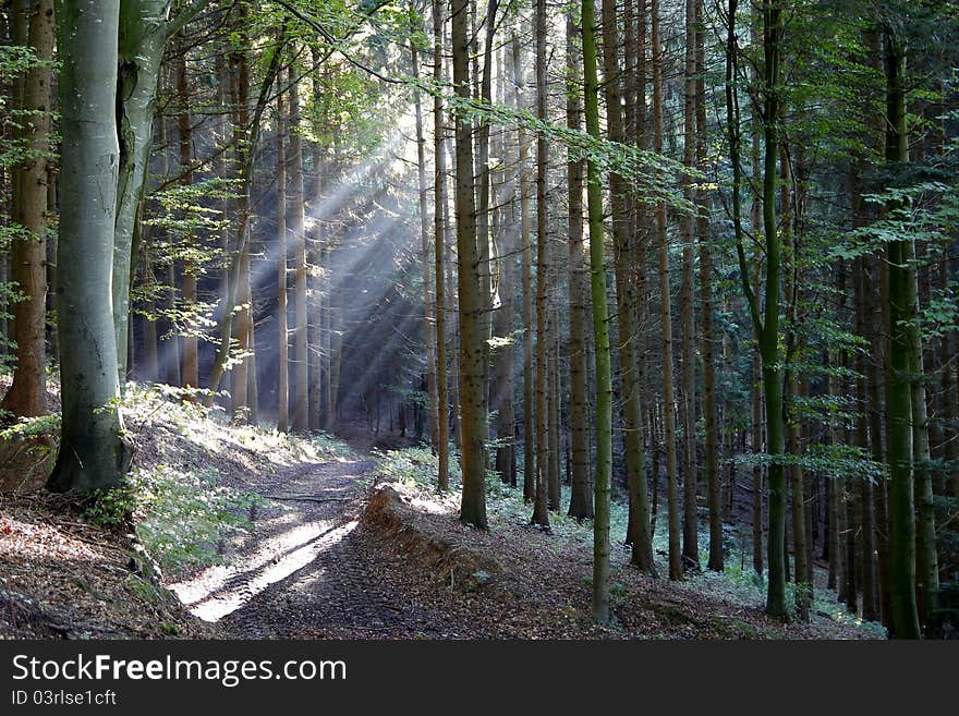 Sunshine in a wood