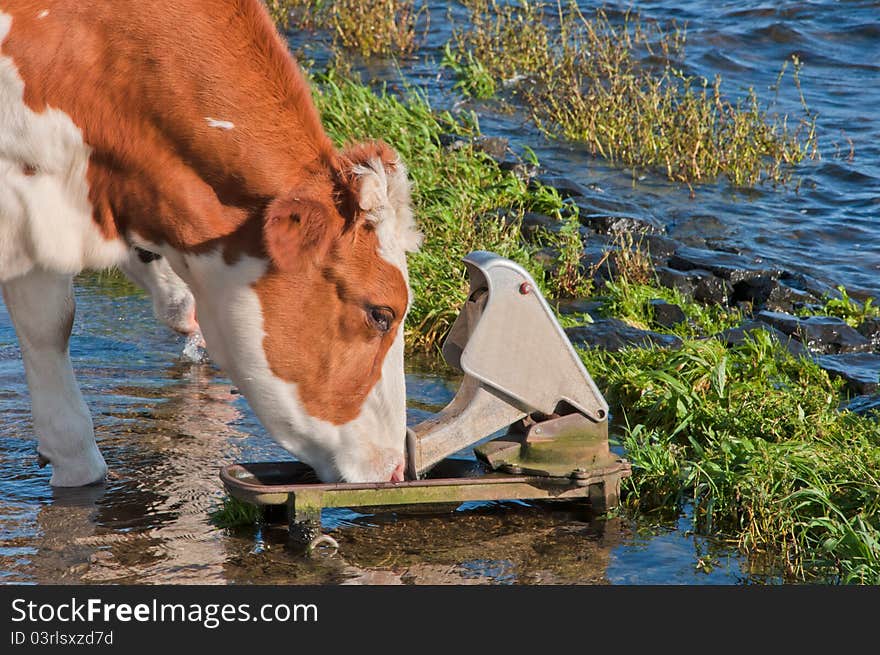 Red spotted cow drinking while standing in water