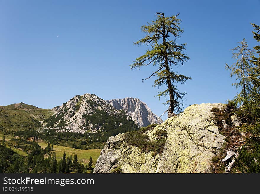 Conifer on a rock in front of a mountain scenery in Austria. Conifer on a rock in front of a mountain scenery in Austria