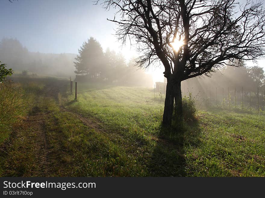 Sun rays in meadow with tree