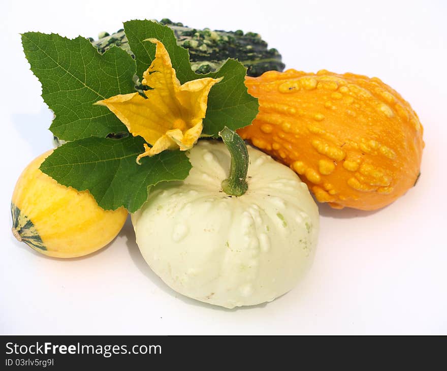 Pumpkin on a white background