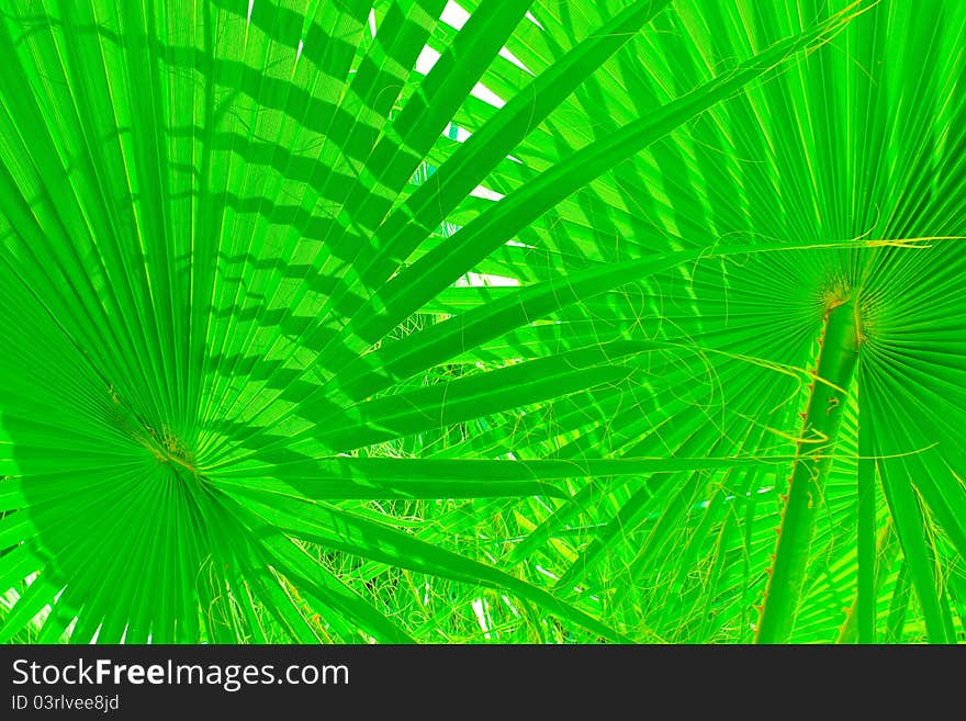 Green tropical sheet