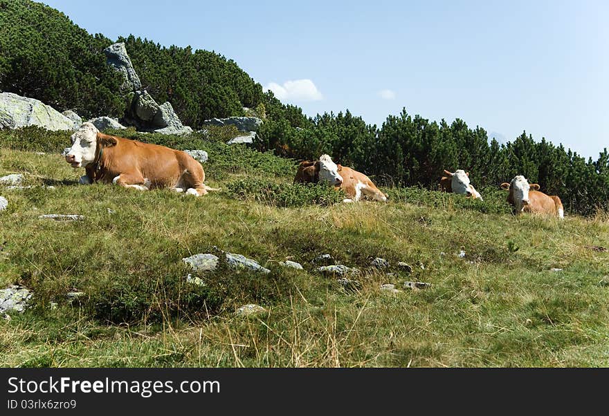 Ruminant cows drowsing in the heat on the alp in Austria. Ruminant cows drowsing in the heat on the alp in Austria