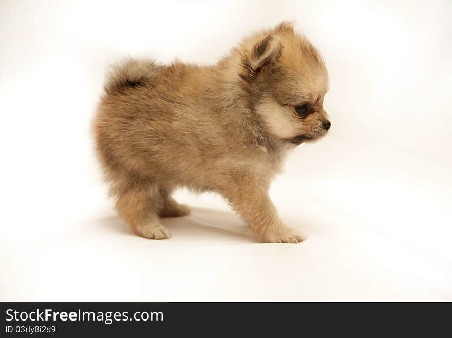 Cute little spitz