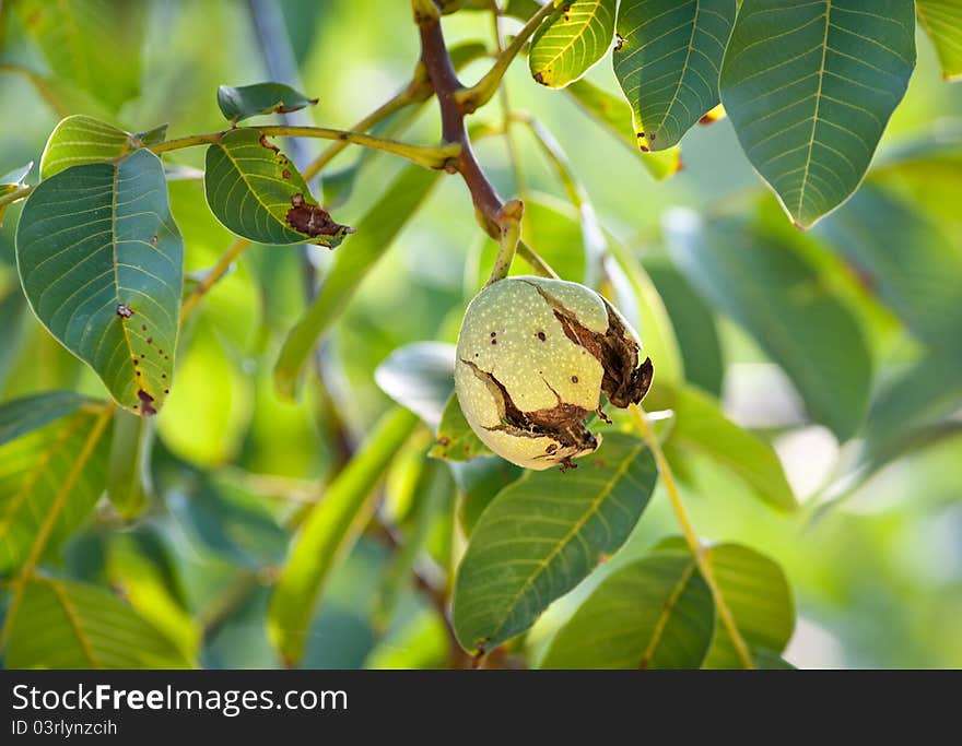 Ripe walnut growing on a tree