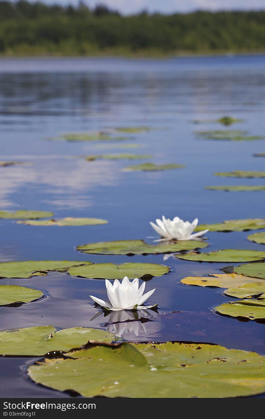 Water Lily