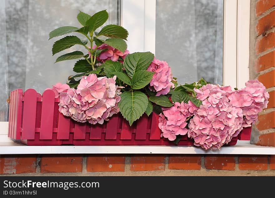 The hydrangea blossoms in a box on a window. The hydrangea blossoms in a box on a window