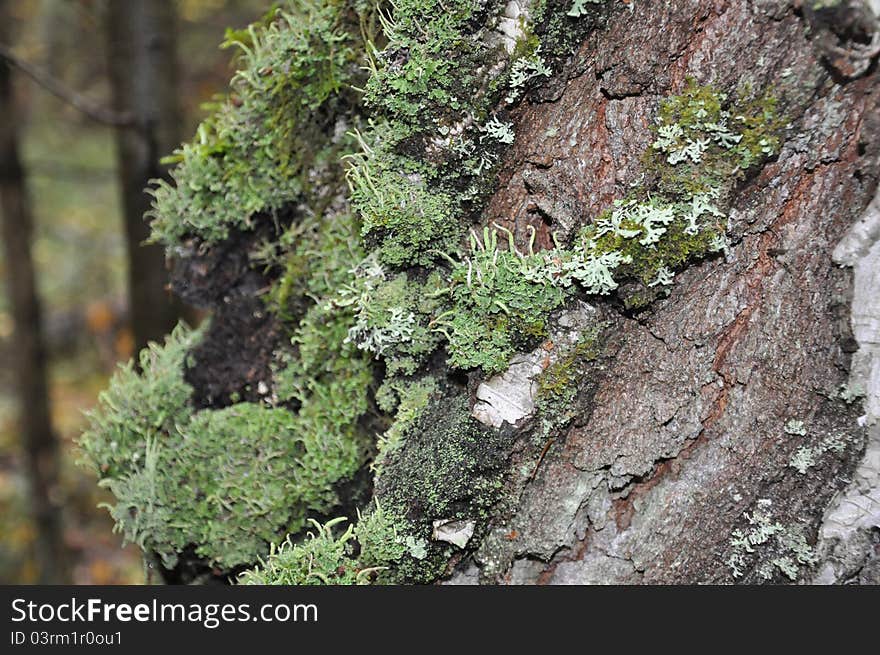 Lichens, moss grow on a birch. Lichens, moss grow on a birch