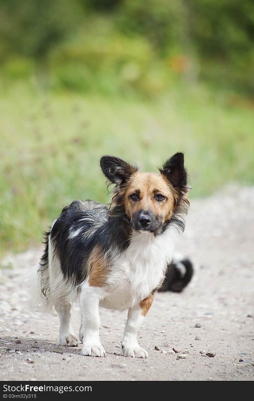 A small and sad homeless dog on the path