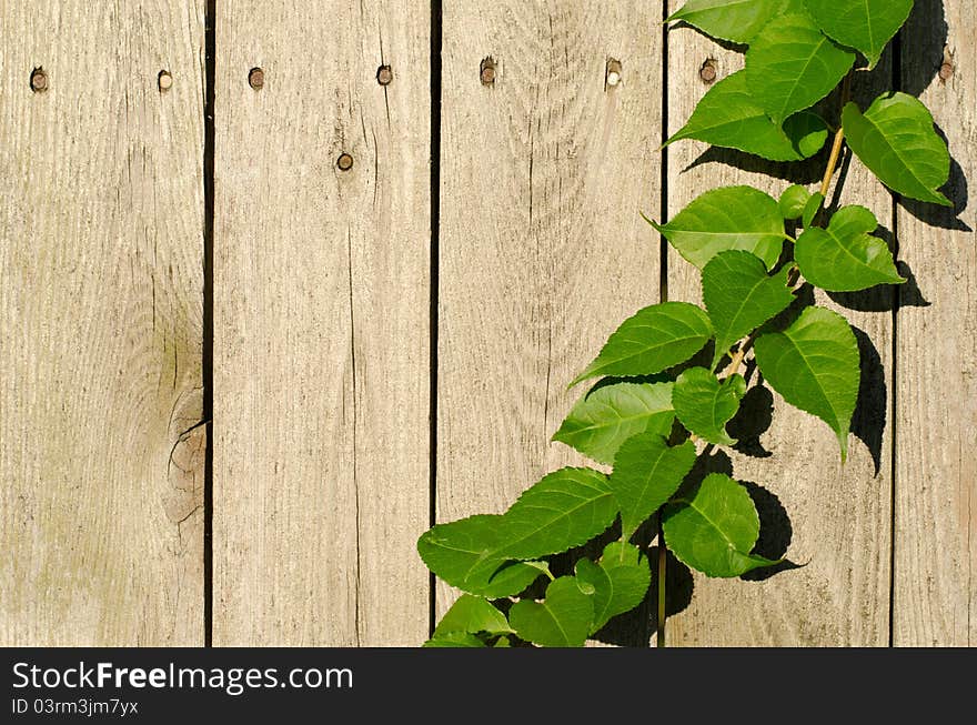 A tendril of ivy creeps up a fence, with copyspace