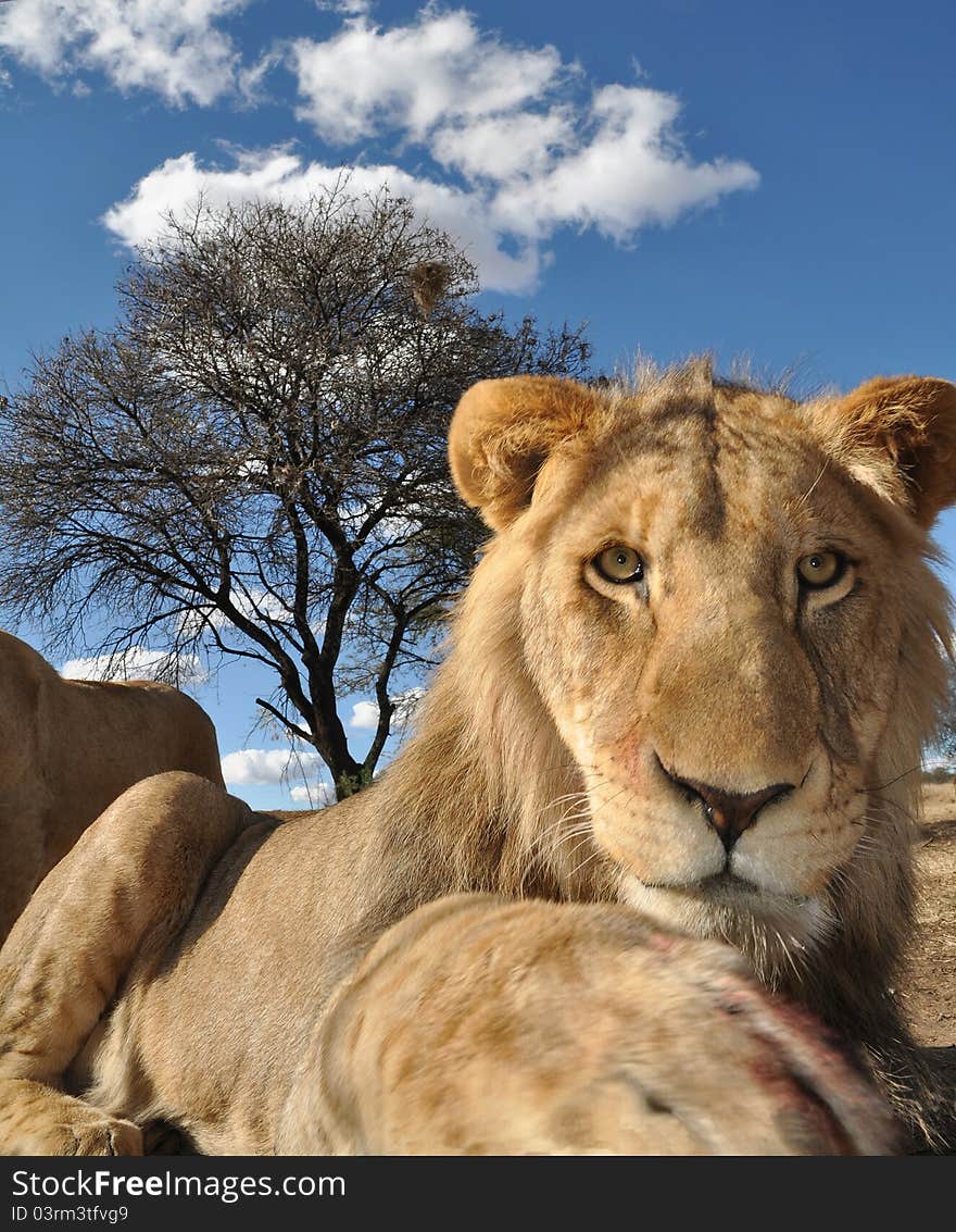 Lion staring intently