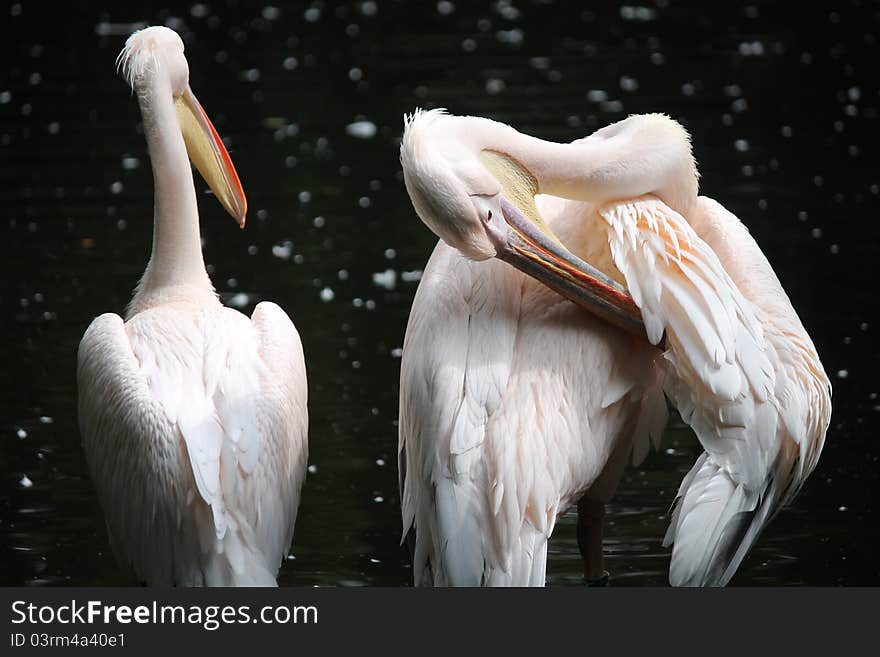 Pelicans