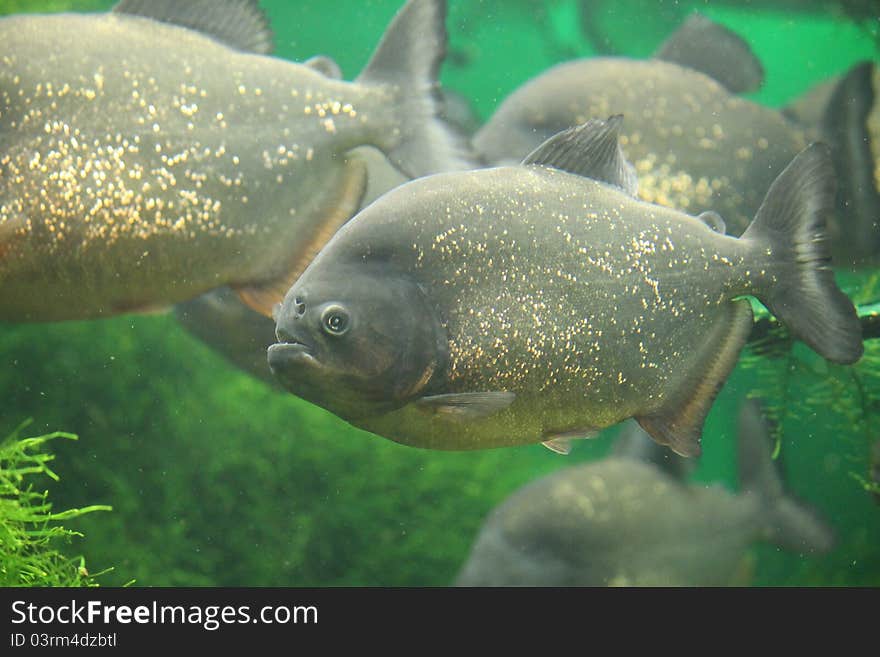 Piranhas