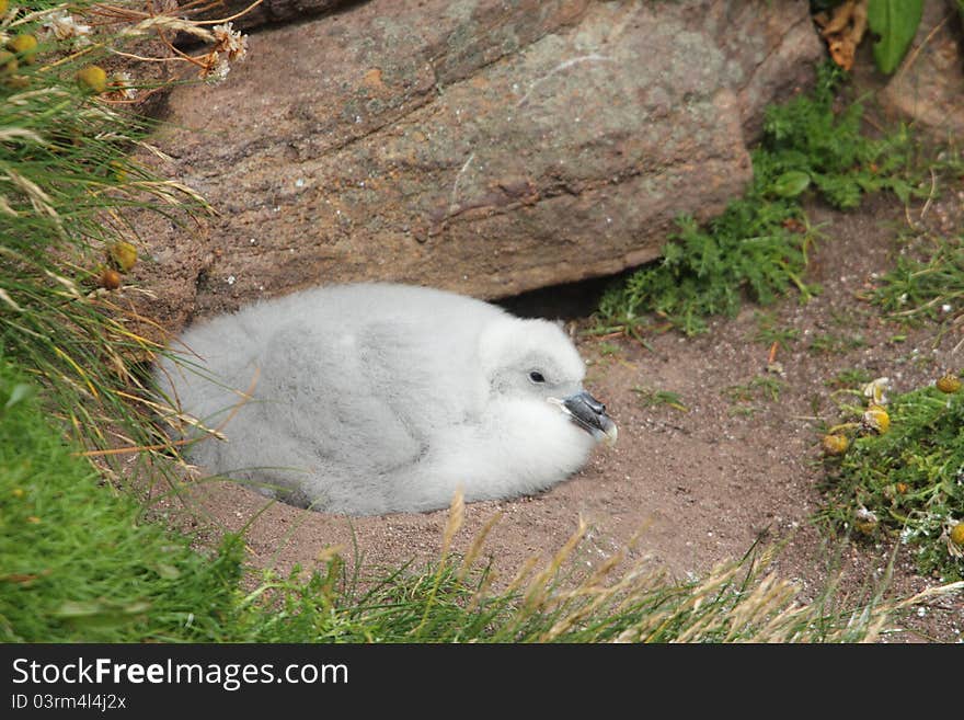 Fulmar chick (Fulmarus glacialis)