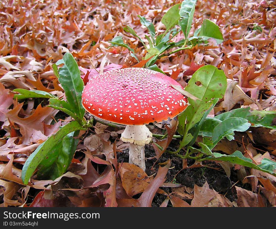 Fly agaric