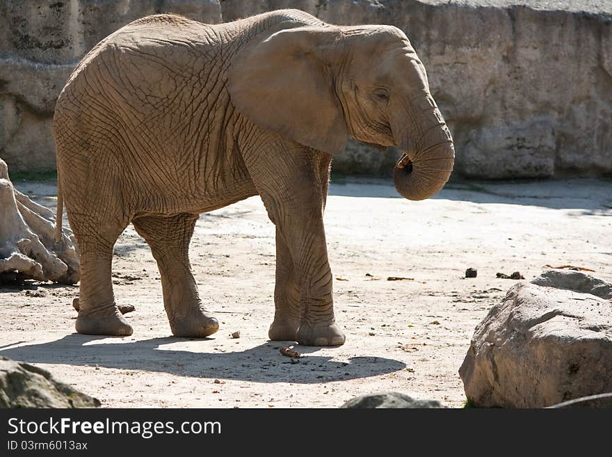 African elephant