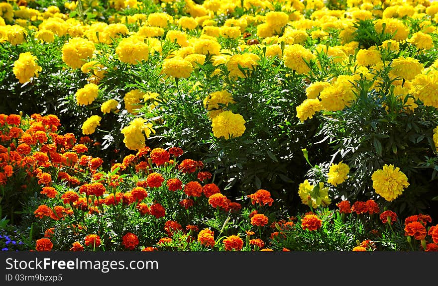 Background made of colorful flowers