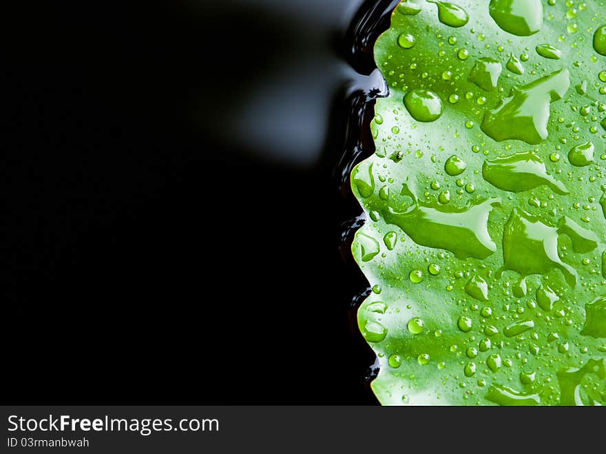 Close Up Of Rain Drop On Lotus Leaf