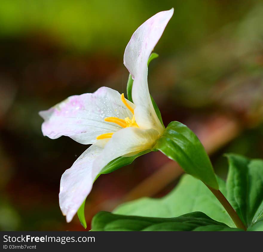 Western Trillium