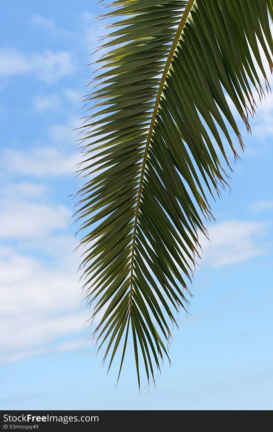 Palm tree on sky background