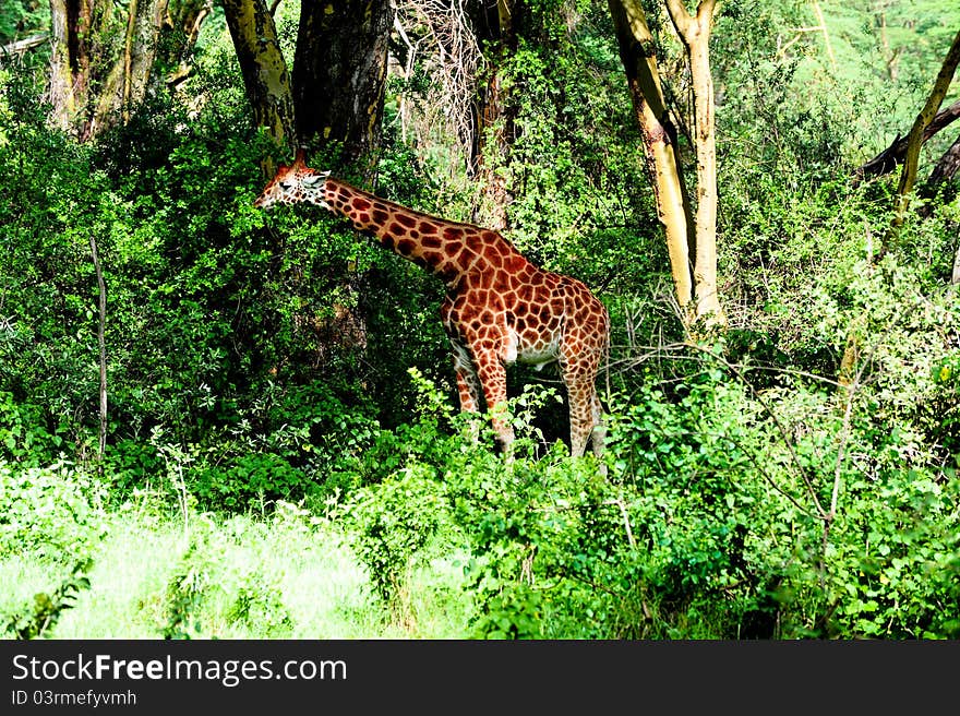 Nice giraffe in national park. Nice giraffe in national park