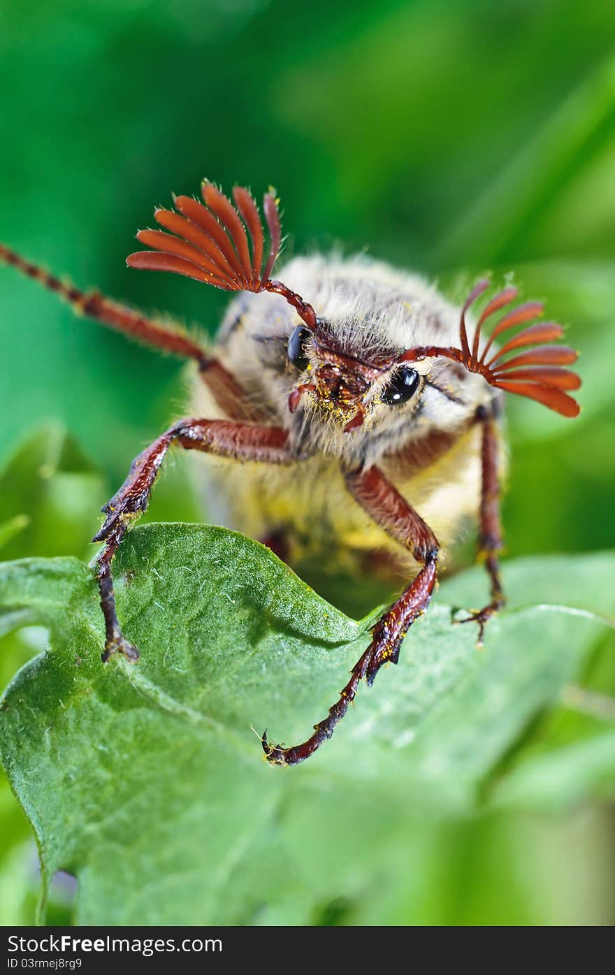 Maybug sitting on green leaf and looks into camera