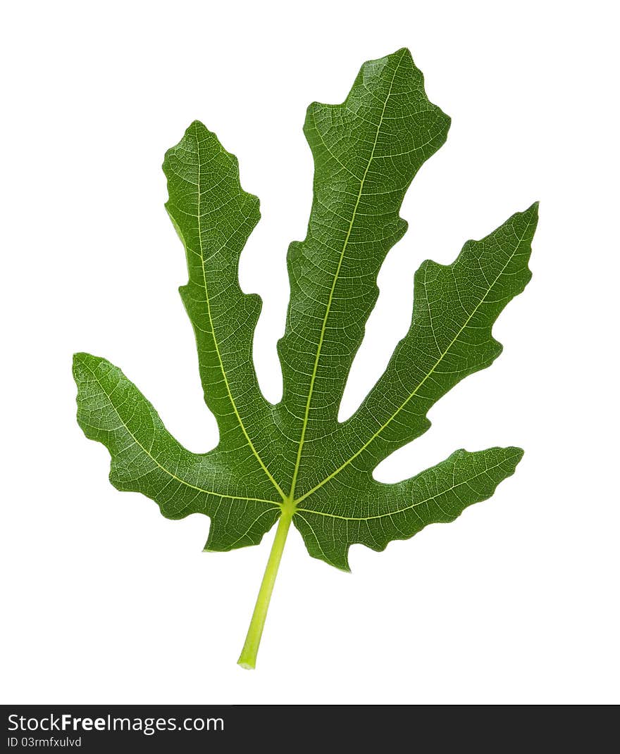 Close-up of green leaf of fig tree isolated on a white background