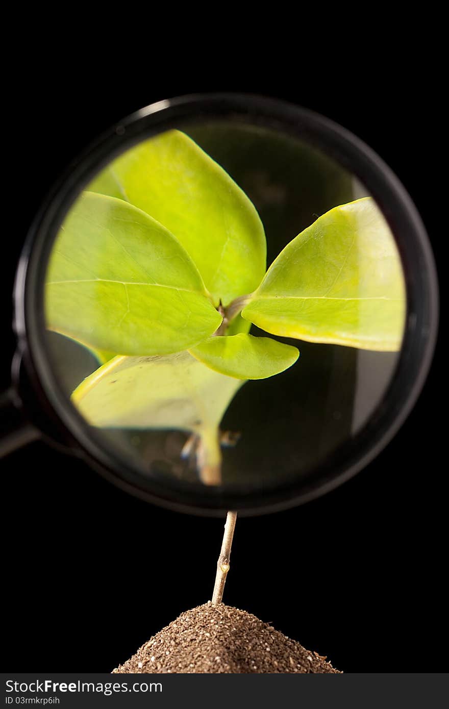 Magnifying Glass