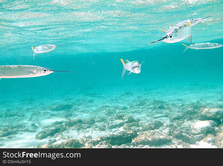 Snorkelling with a group of balao fishes. Snorkelling with a group of balao fishes