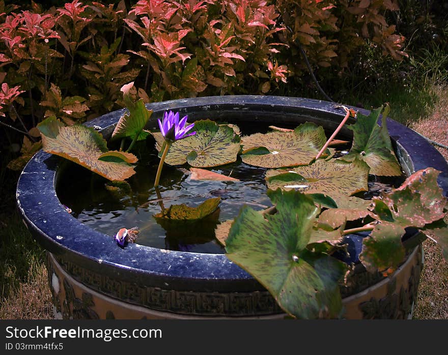 A lone lotus flower rises from a pool of lily pads on the grounds of a sacred temple in Thailand. A lone lotus flower rises from a pool of lily pads on the grounds of a sacred temple in Thailand.