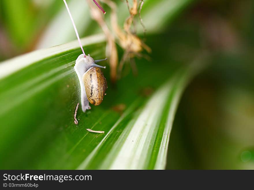 Close up Snail,selective focus on snail