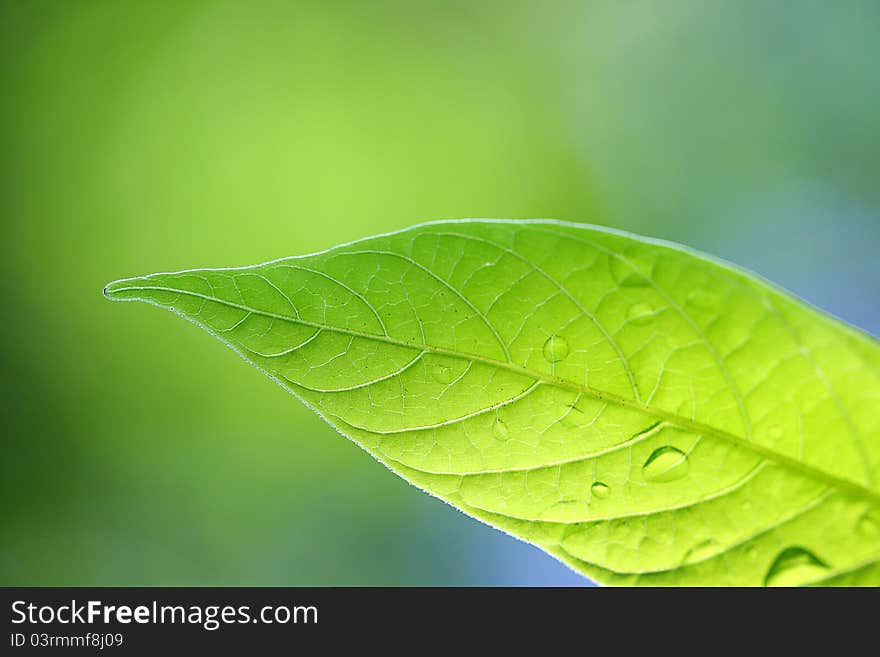 Close up leaf