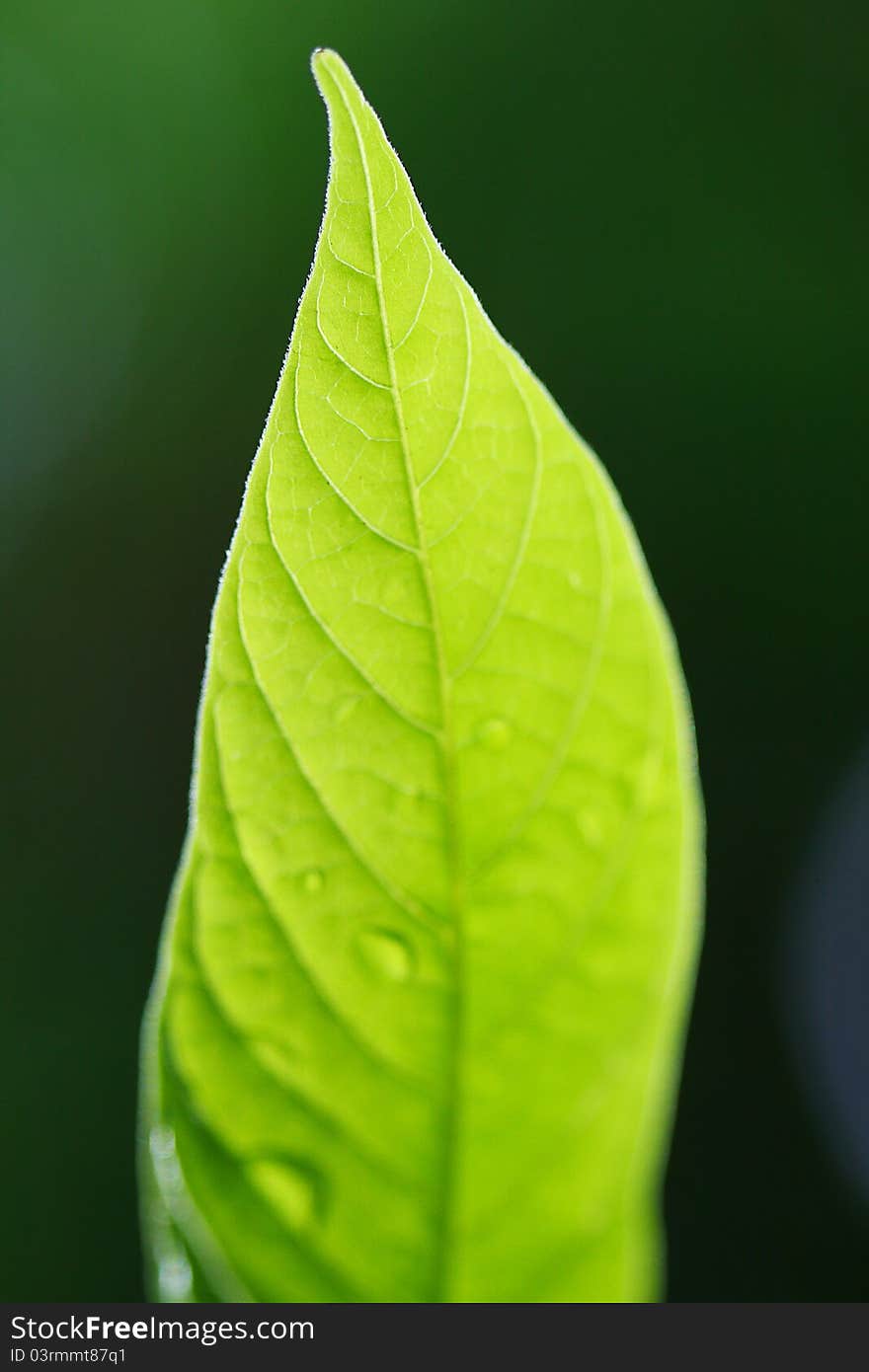 A close up a leaf under nature light. A close up a leaf under nature light