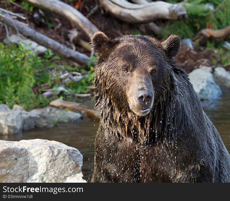 Grizzly bear coming out of the water after taking a plunge in the stream. Grizzly bear coming out of the water after taking a plunge in the stream