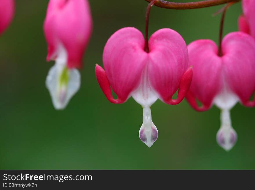 Macro of our bleeding heart bush. Macro of our bleeding heart bush