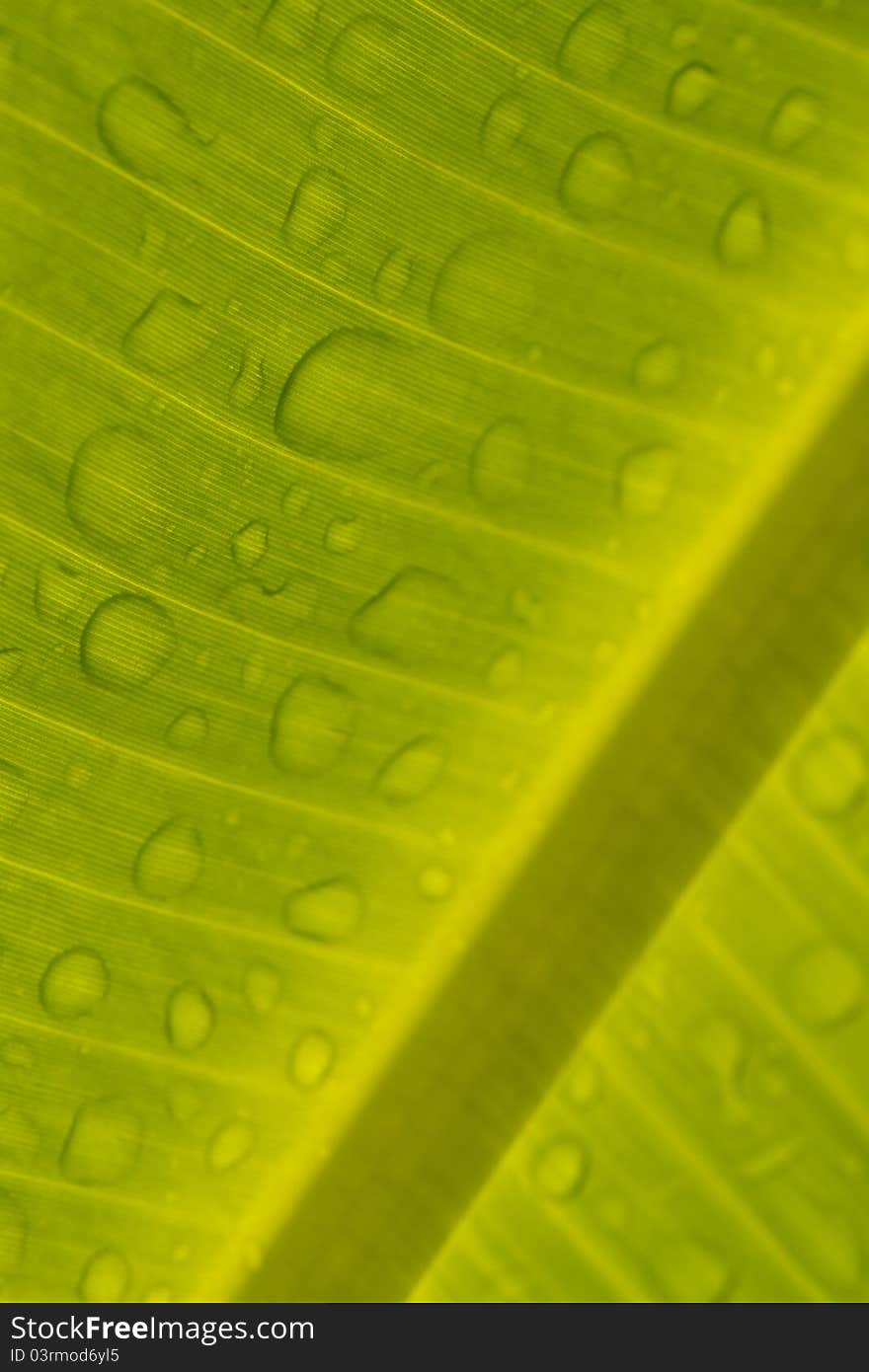 Close up view on banana leaf details