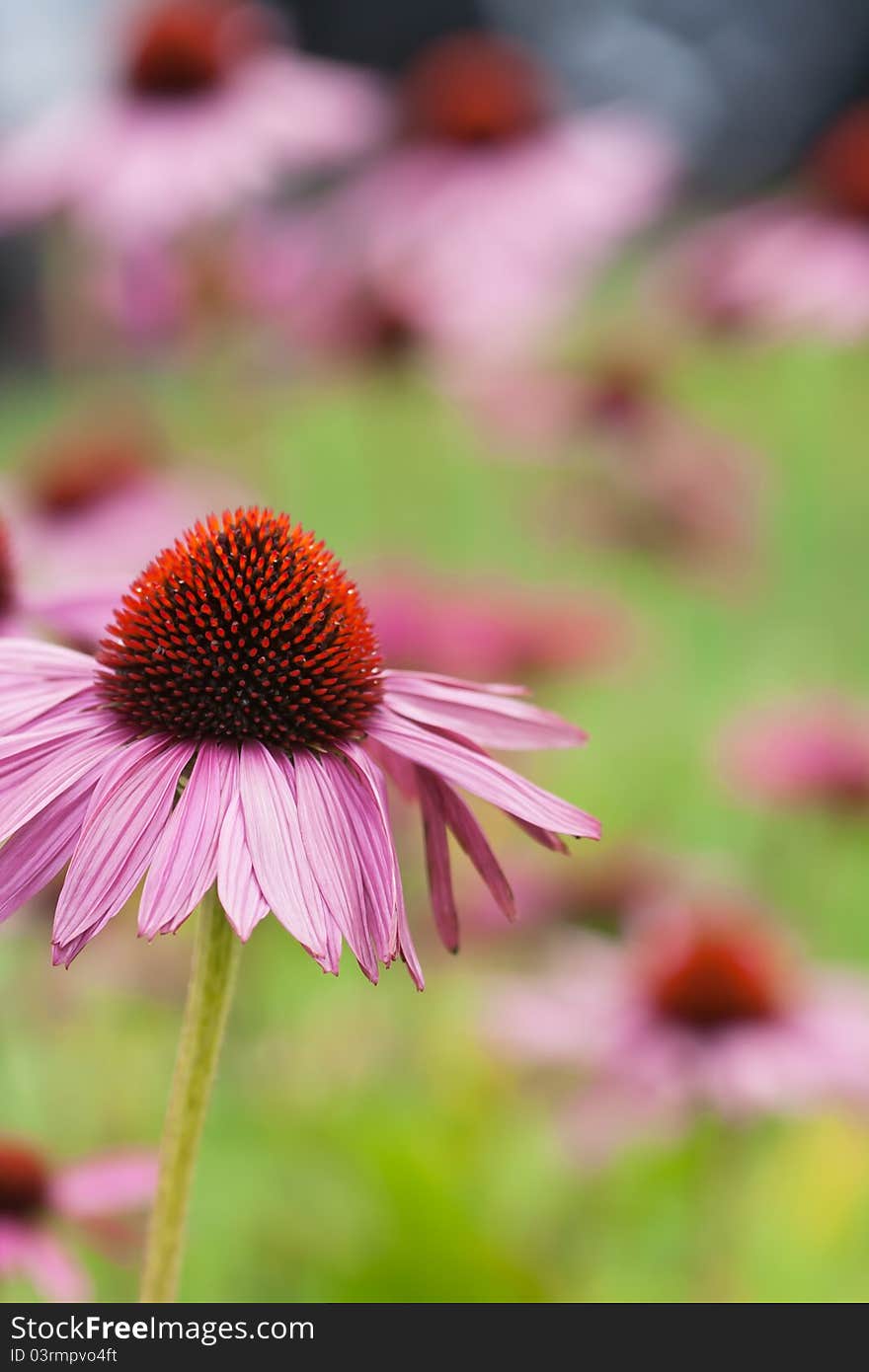 Abstract view of some pretty pink flowers blooming in the fall months. Abstract view of some pretty pink flowers blooming in the fall months