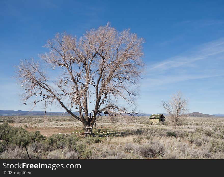 Shoe Tree