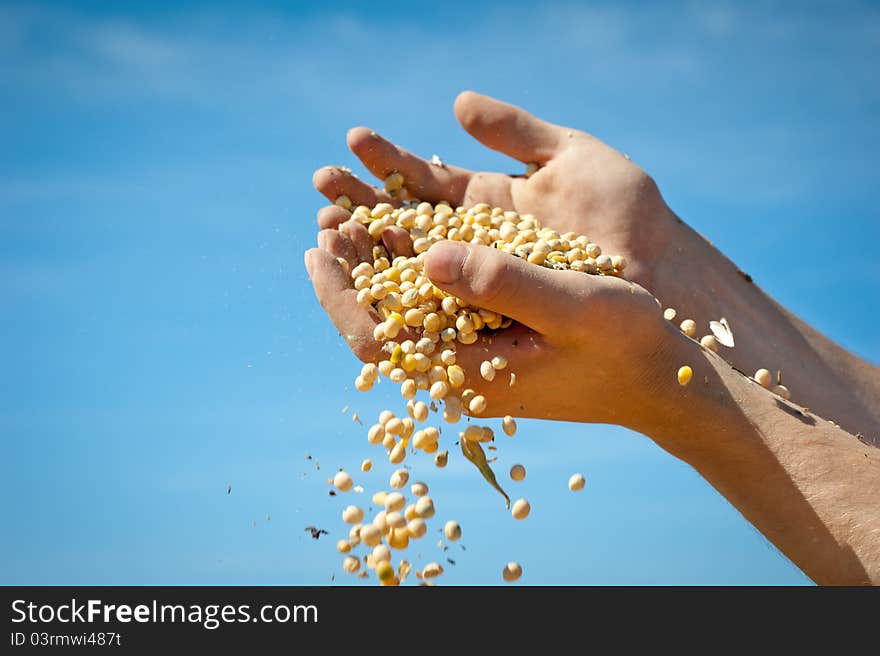 Human hands pouring soy beans after harvest. Human hands pouring soy beans after harvest