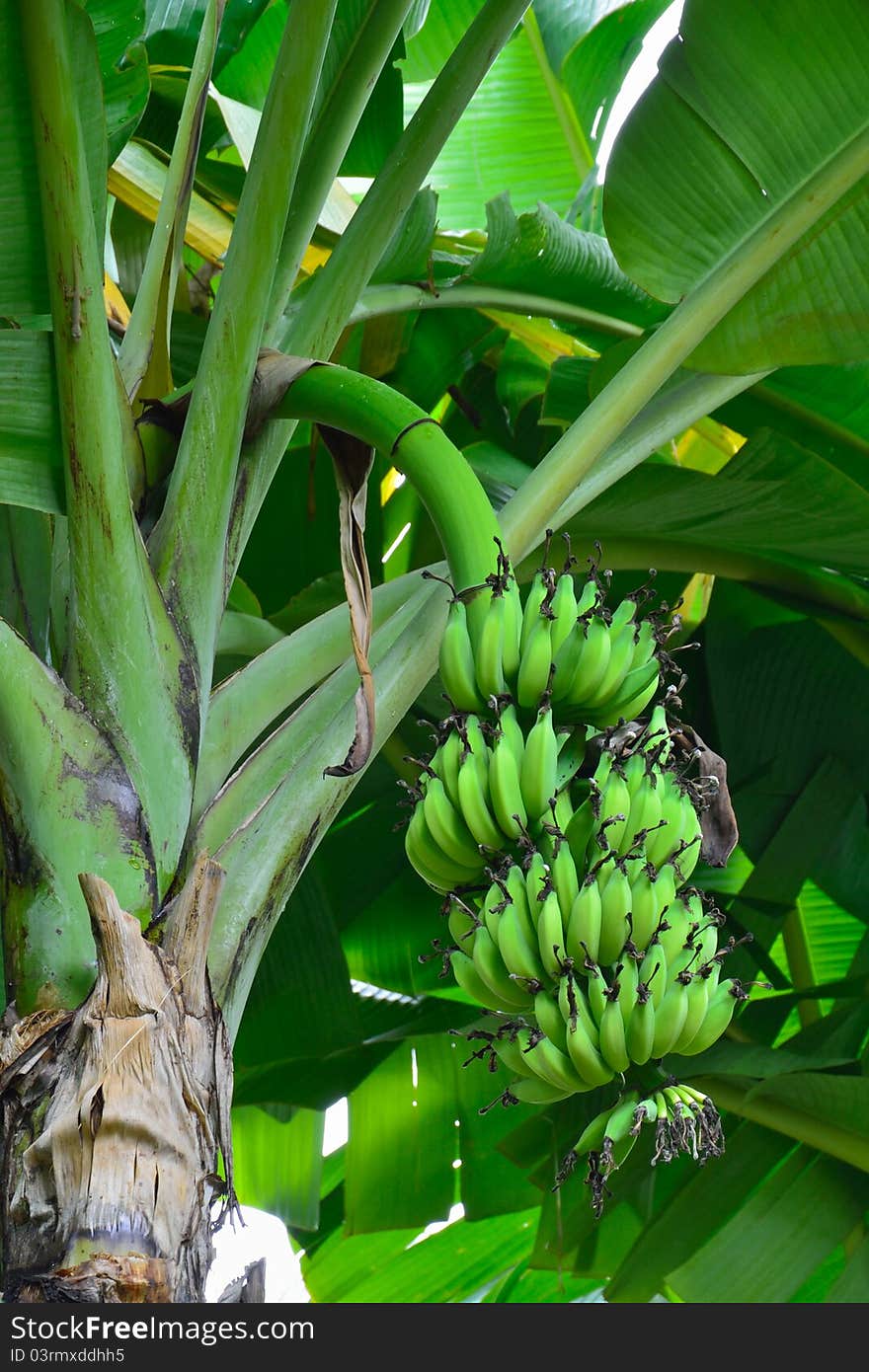 Close up shot of a head of bananas on a banana tree