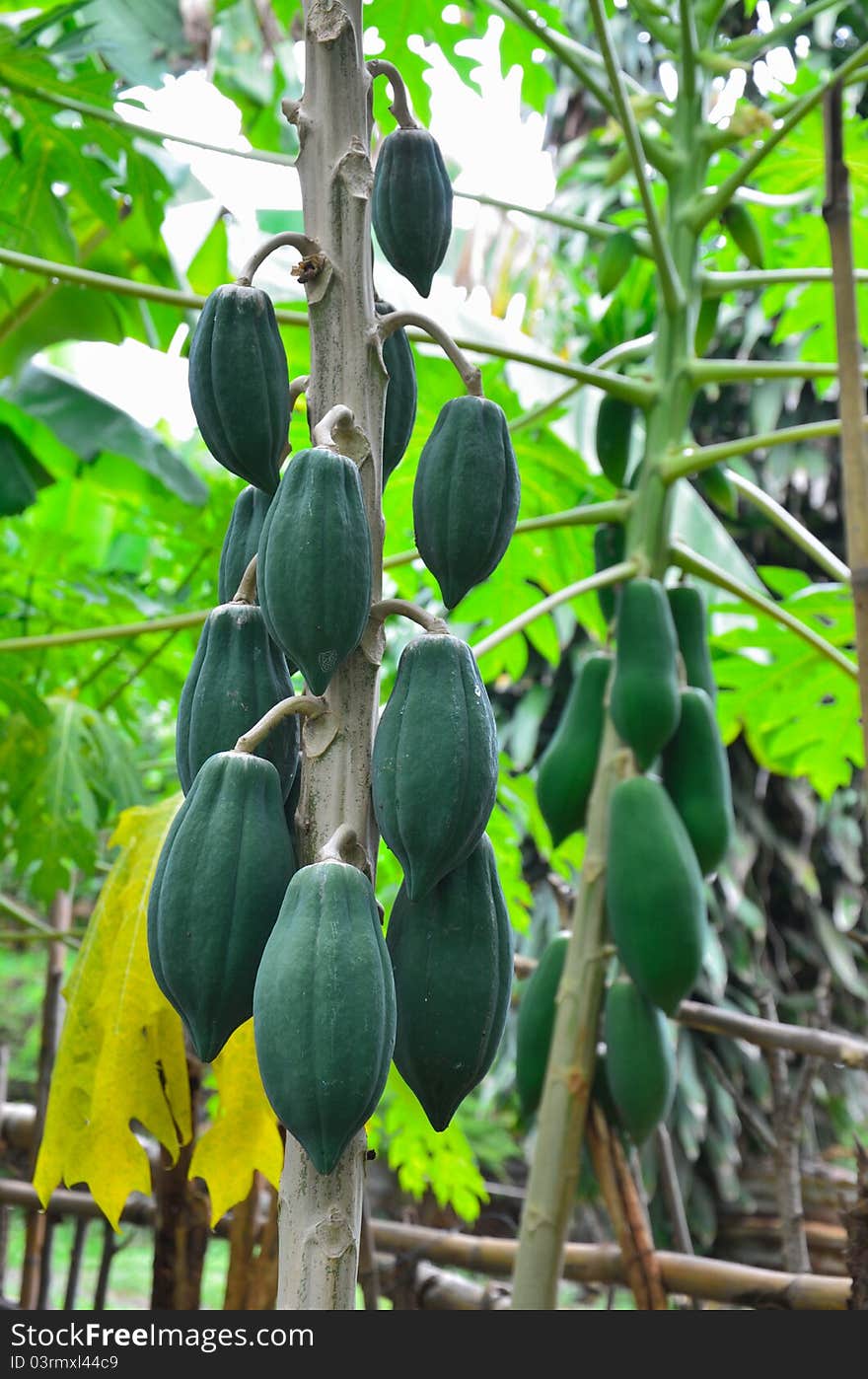 Green papayas on a tree. Green papayas on a tree